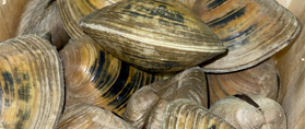 clams-bistrot-huitres